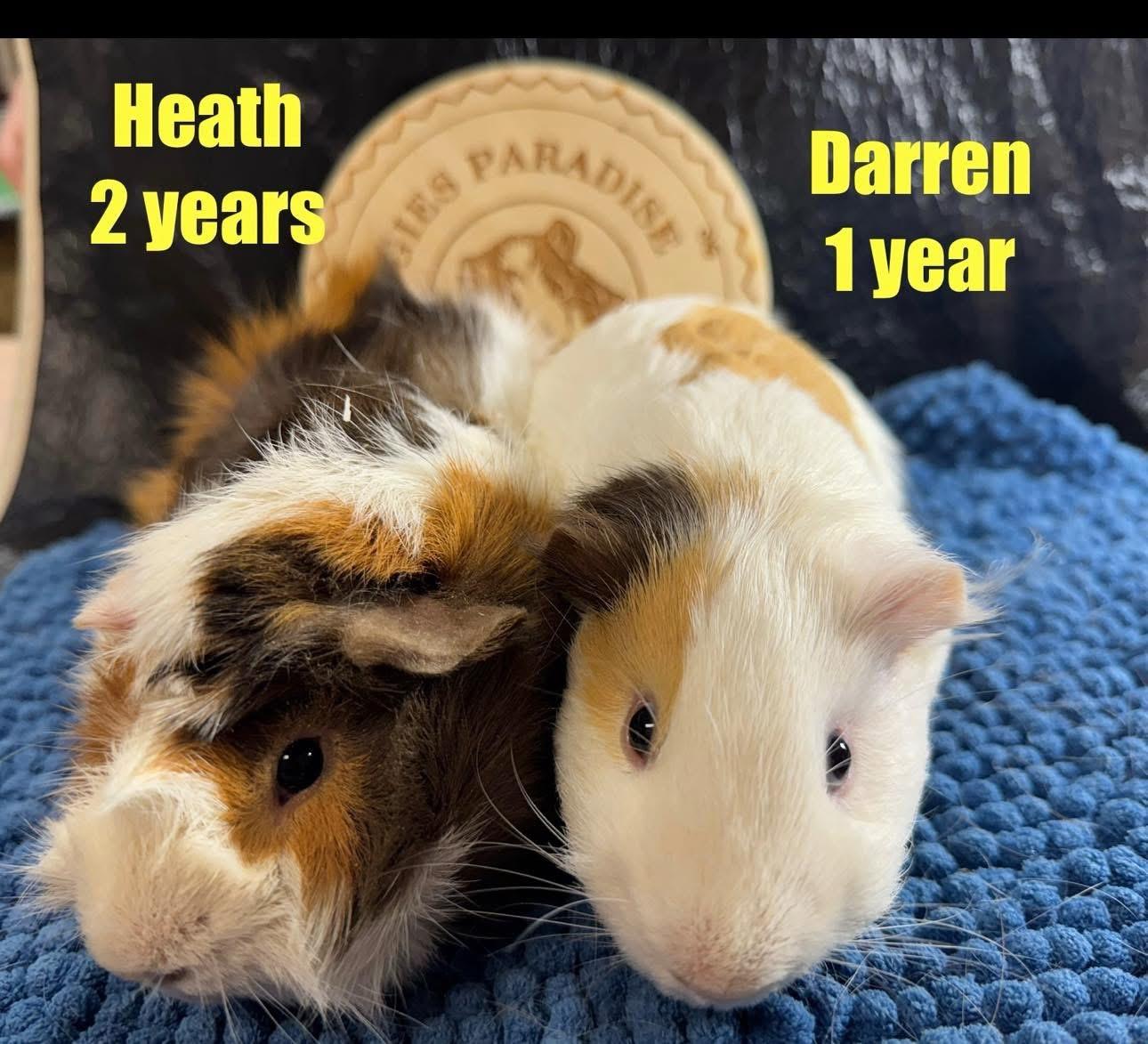 Heath and Darren, Adoptable, Young Male Abyssinian & Short-Haired.