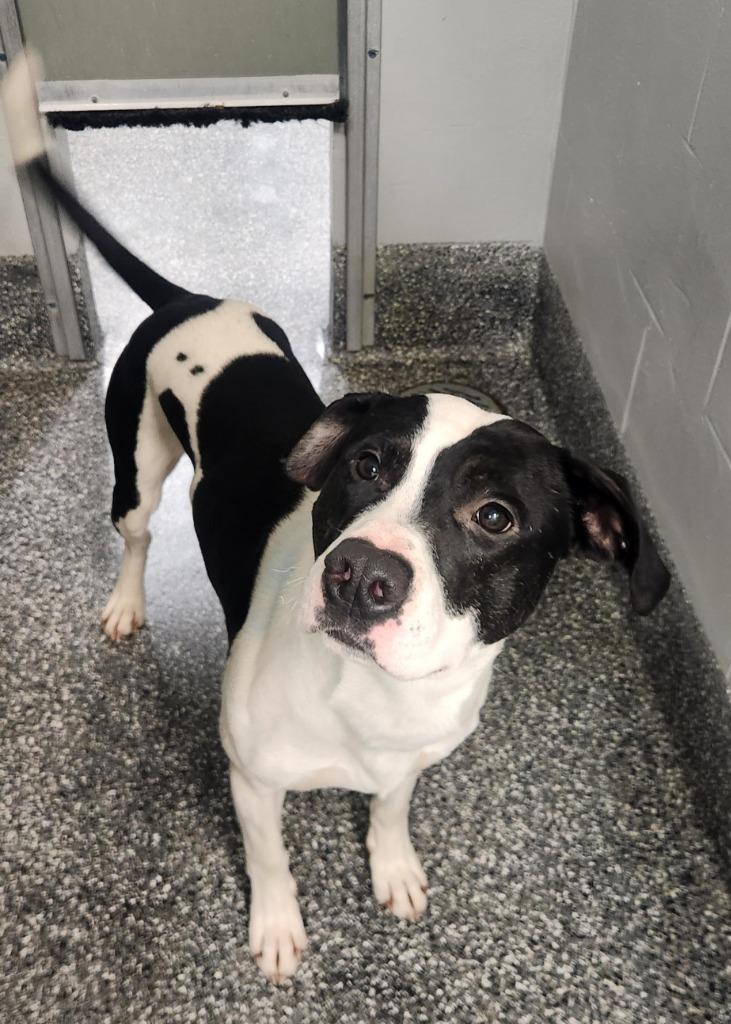 Enlarge Jude, a Adoptable mixed breed in Kenai, AK image 1/1