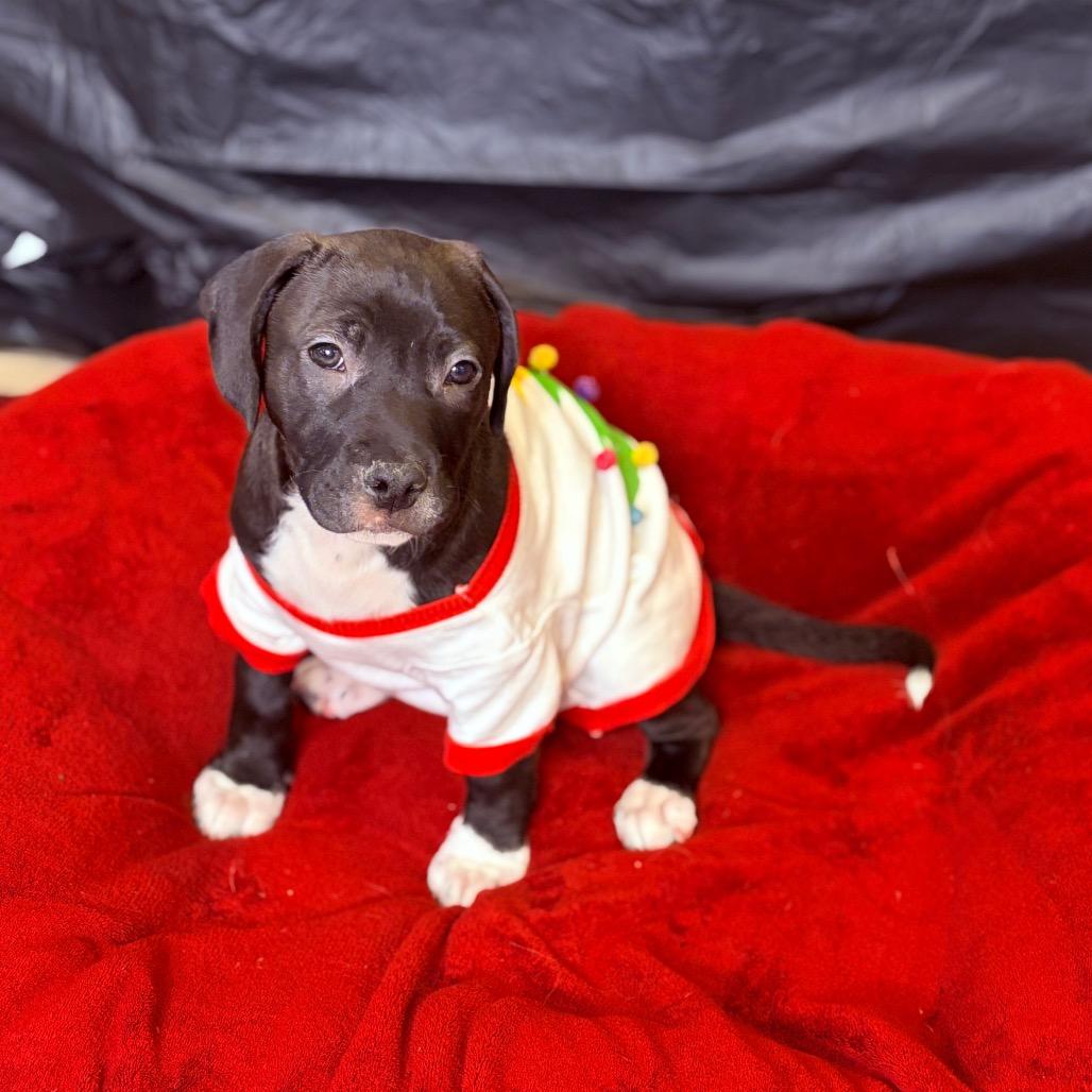 Enlarge Cinder, an adoptable mixed breed in Fenton, MI image 4/5