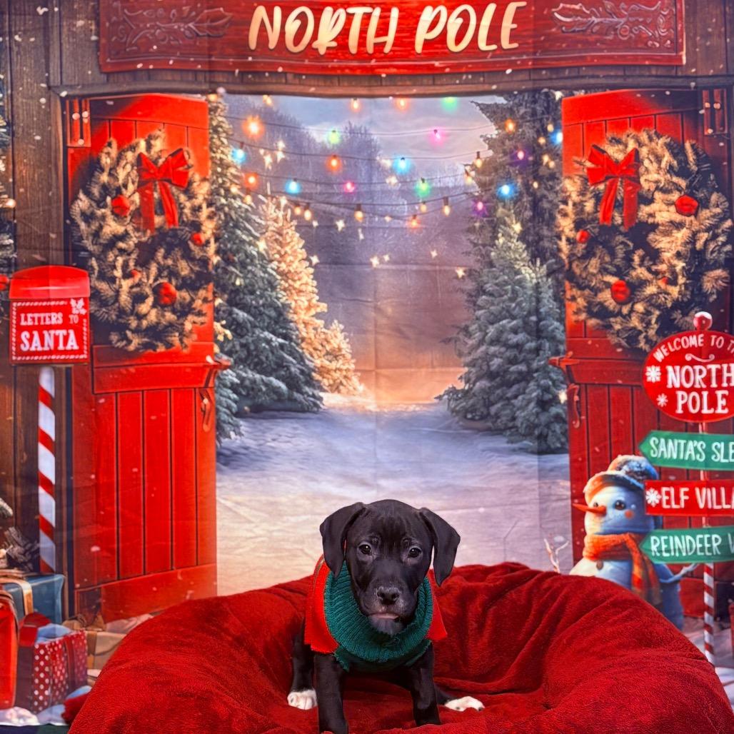 Enlarge Cinder, an adoptable mixed breed in Fenton, MI image 1/5