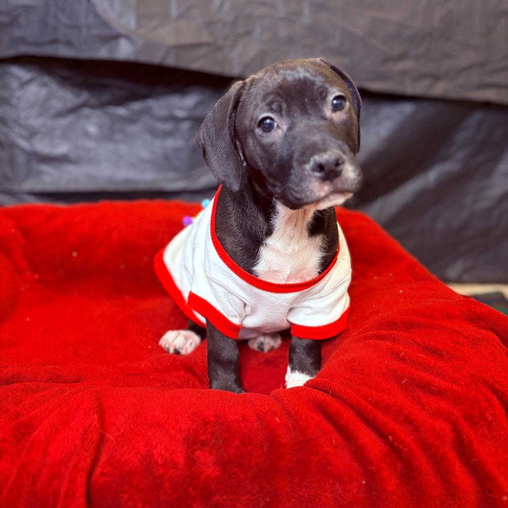 Enlarge Cinder, an adoptable mixed breed in Fenton, MI image 2/5