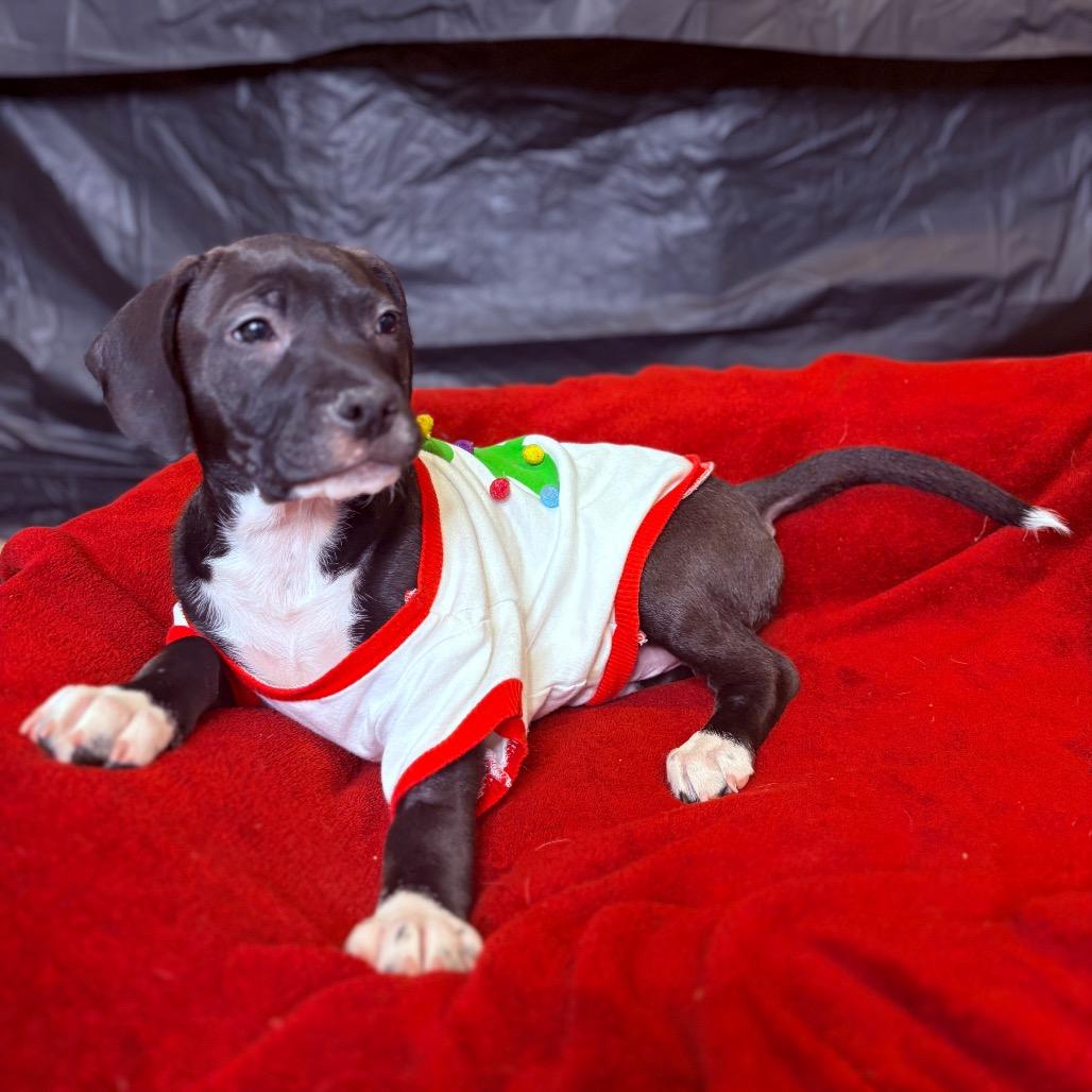 Enlarge Cinder, an adoptable mixed breed in Fenton, MI image 3/5