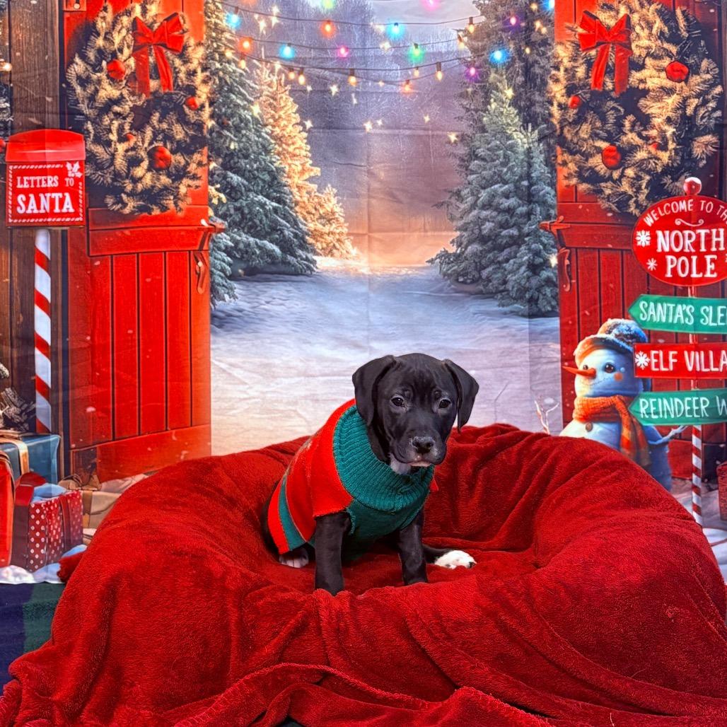 Enlarge Cinder, an adoptable mixed breed in Fenton, MI image 5/5