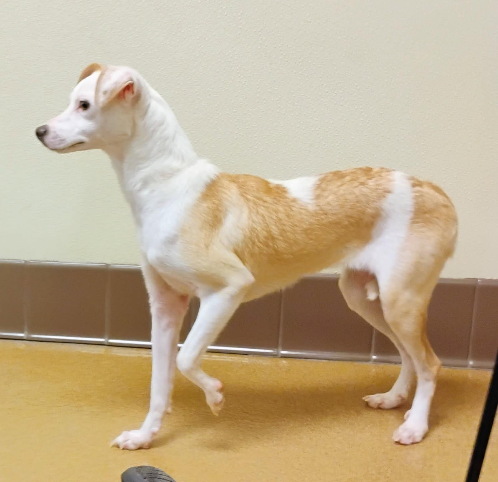Enlarge GLORIA, a ADOPTABLE mixed breed in los angeles, CA image 4/5