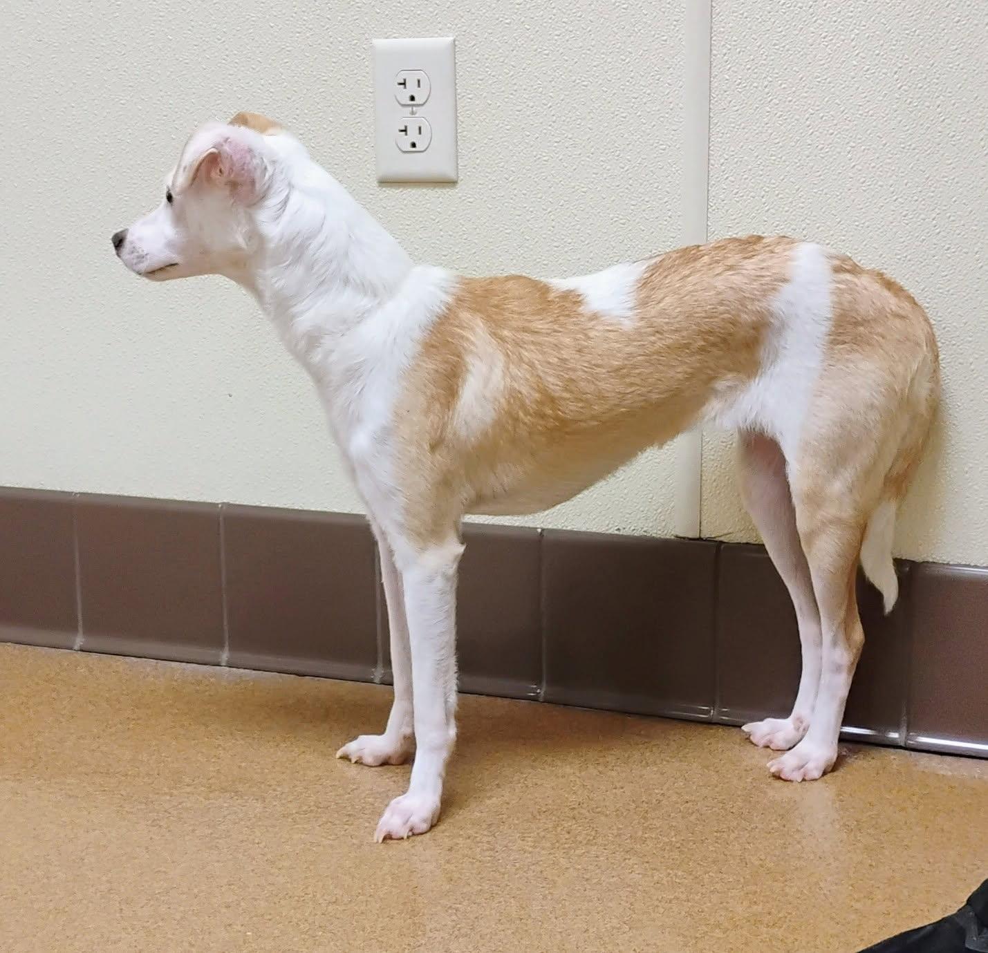 Enlarge GLORIA, a ADOPTABLE mixed breed in los angeles, CA image 5/5