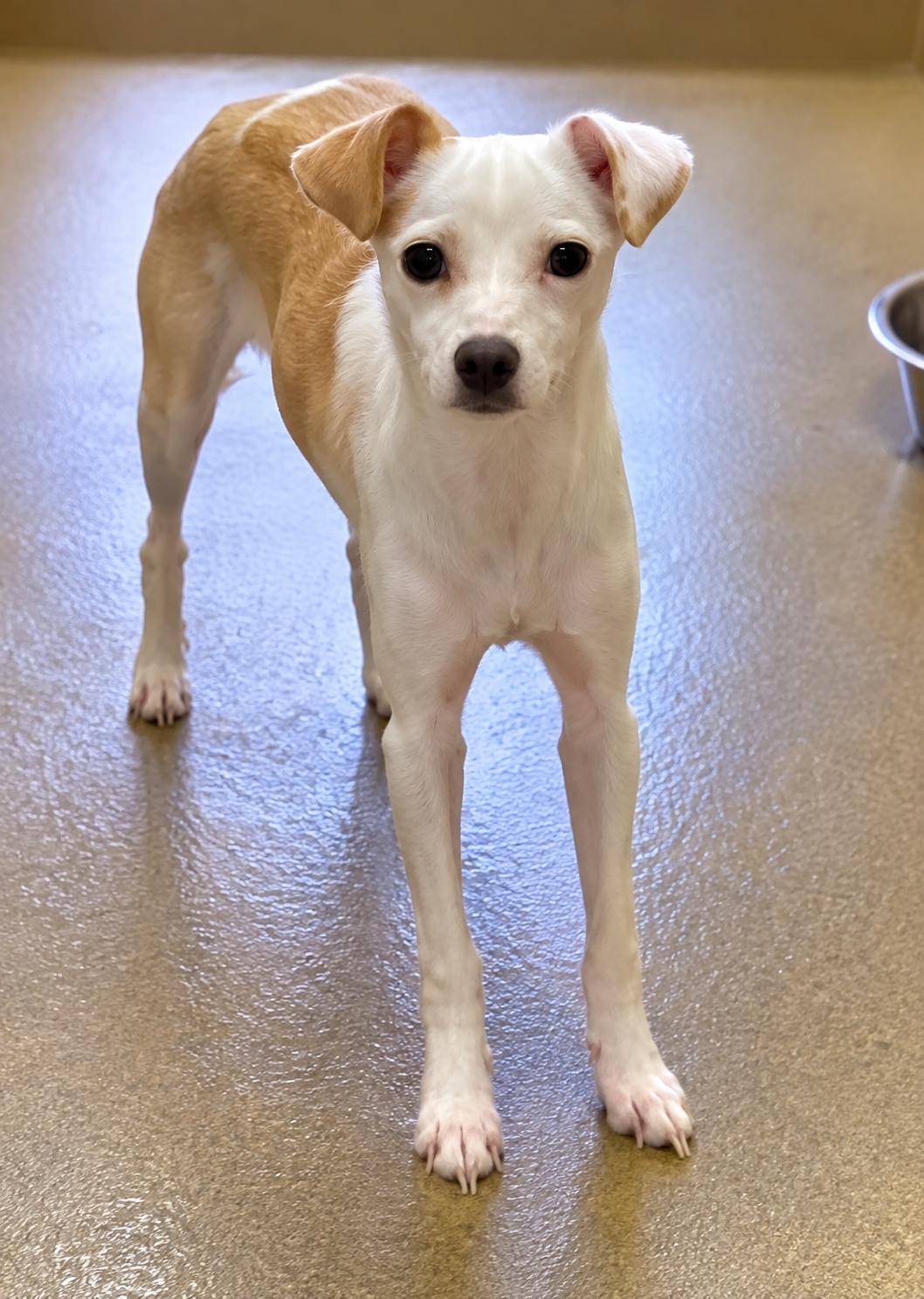 Enlarge GLORIA, a ADOPTABLE mixed breed in los angeles, CA image 3/5