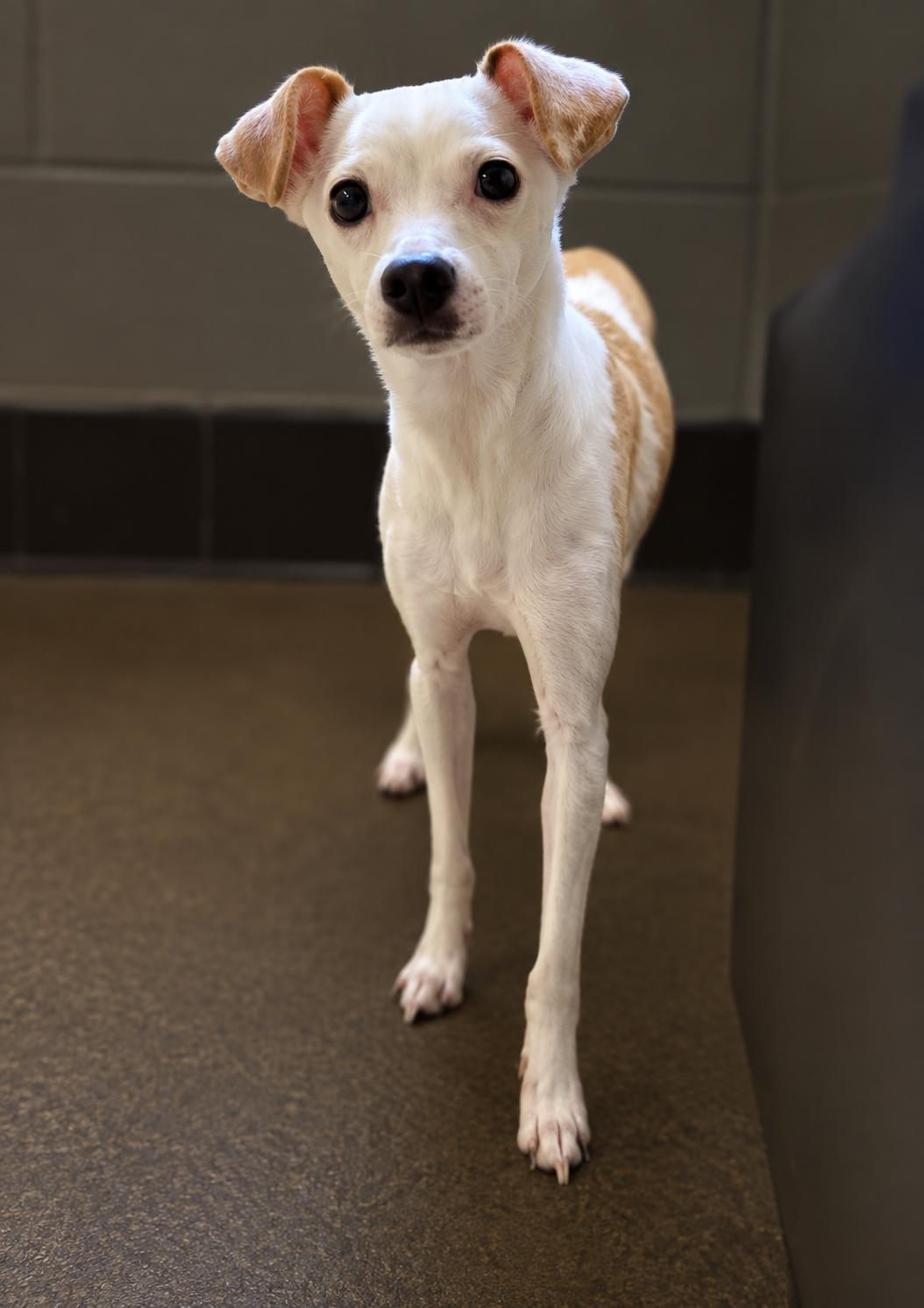 Enlarge GLORIA, a ADOPTABLE mixed breed in los angeles, CA image 1/5