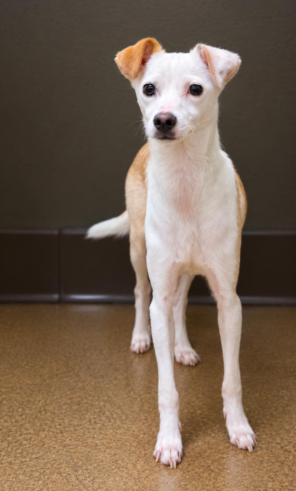Enlarge GLORIA, a ADOPTABLE mixed breed in los angeles, CA image 2/5