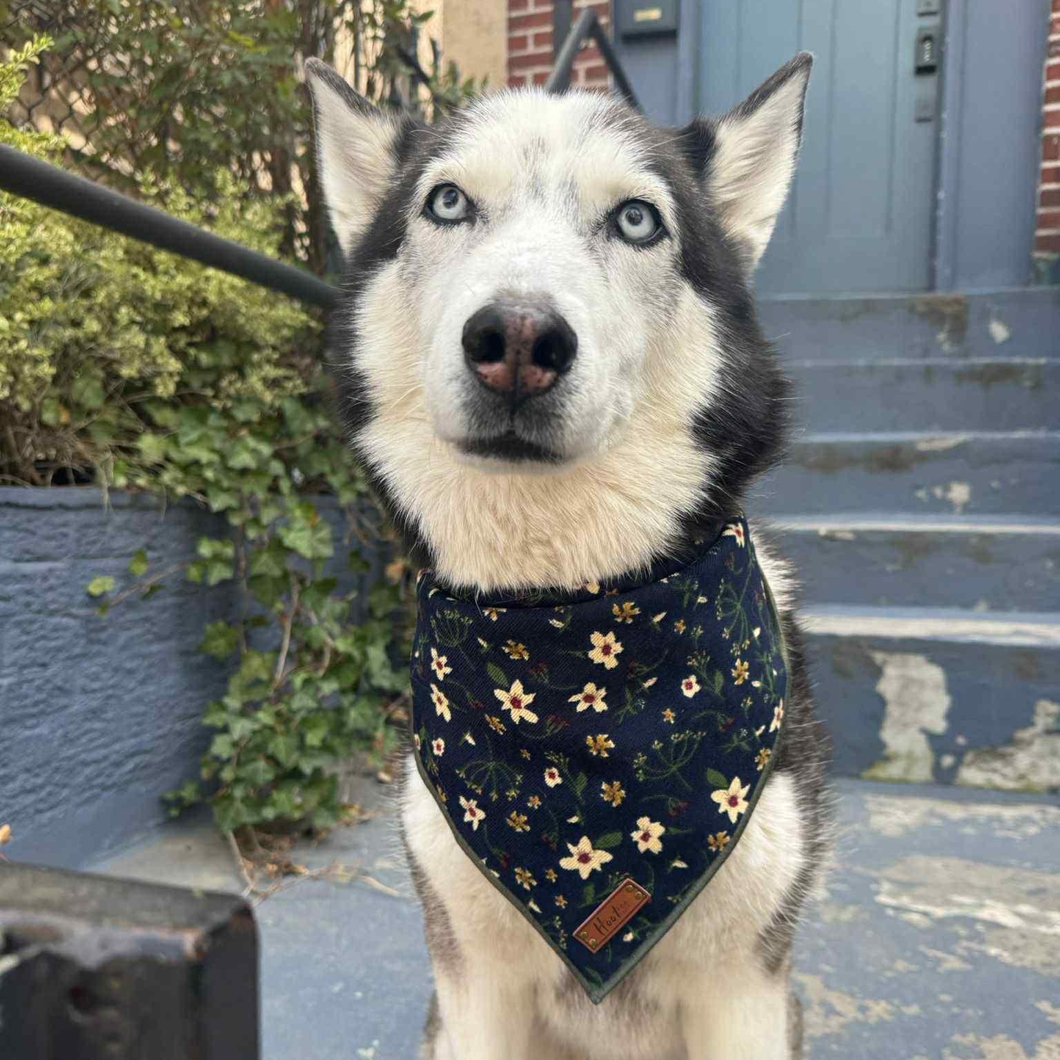 Enlarge Layla, a Adoptable Siberian Husky in Upper Black Eddy, PA image 1/6
