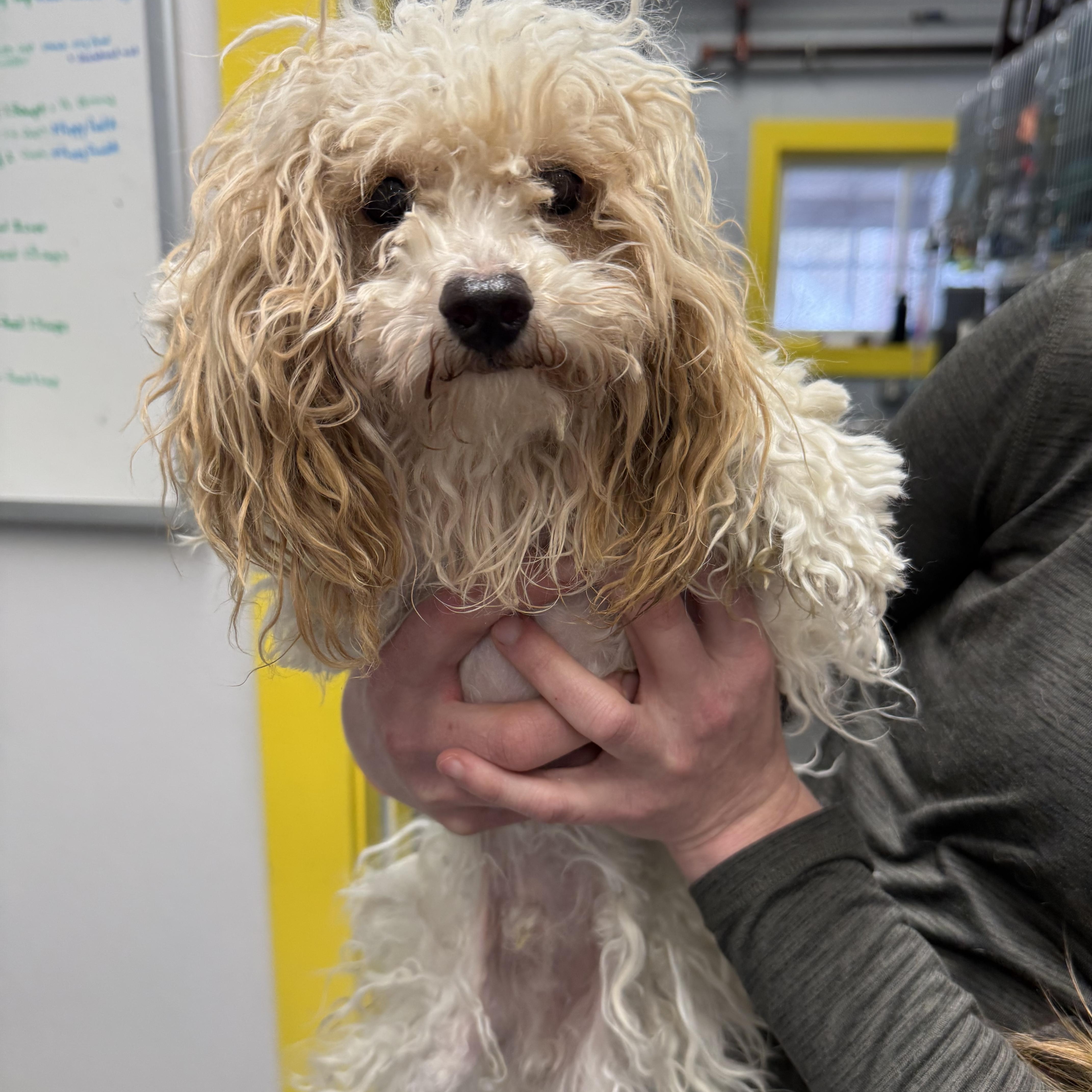 Enlarge Jaxson, an adopted mixed breed in Delhi, NY image 1/2