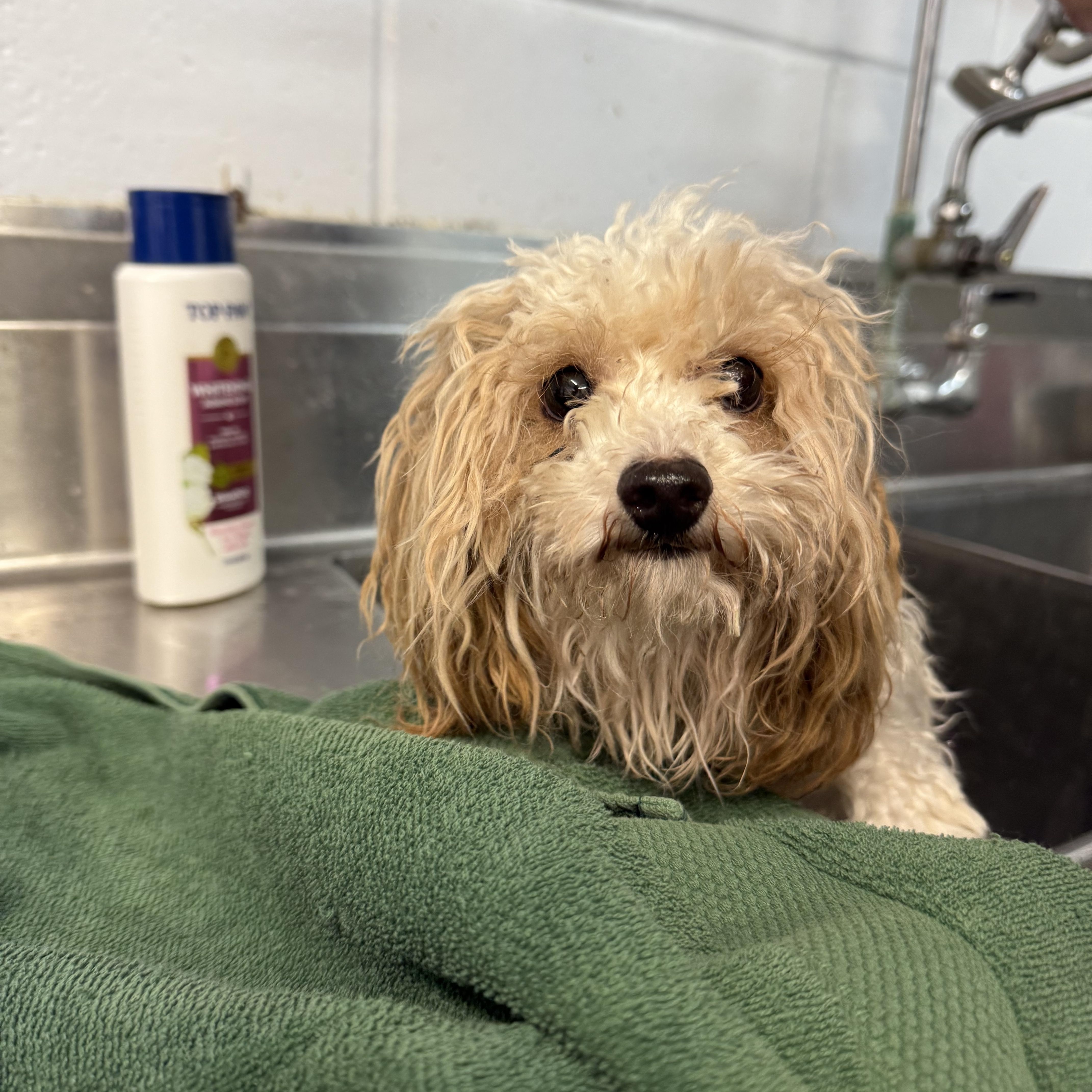 Enlarge Jaxson, an adopted mixed breed in Delhi, NY image 2/2