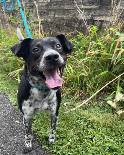 Crawford, Adoptable, Adult Male Mixed Breed & Mixed Breed.