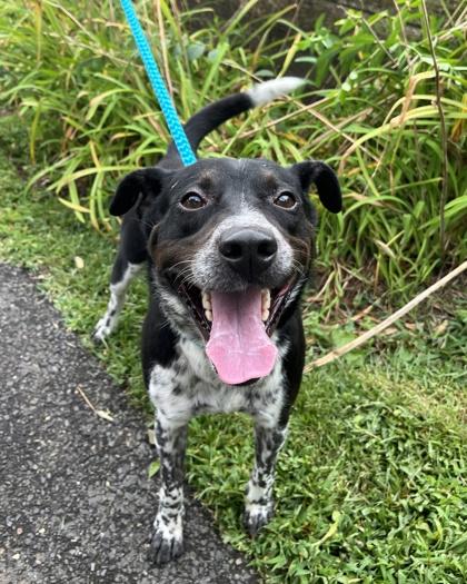 Crawford, Adoptable, Adult Male Mixed Breed & Mixed Breed.