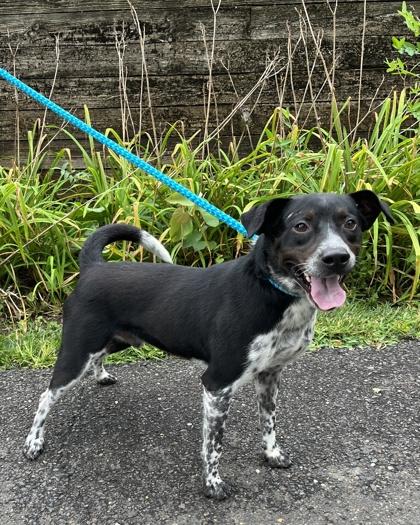Enlarge Crawford, a Adoptable mixed breed in New Hope, PA image 3/3