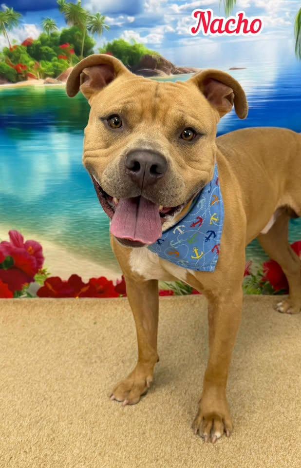 Enlarge Nacho, a ADOPTABLE Mixed Breed in Flint, MI image 1/1