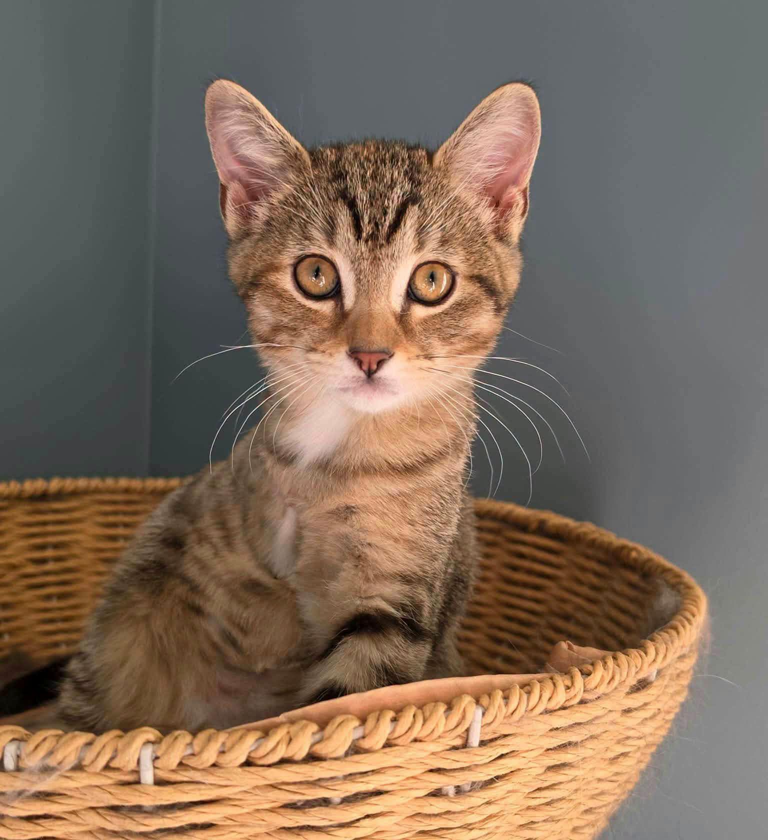 Pearl, Adopted, Kitten Female Domestic Short Hair.