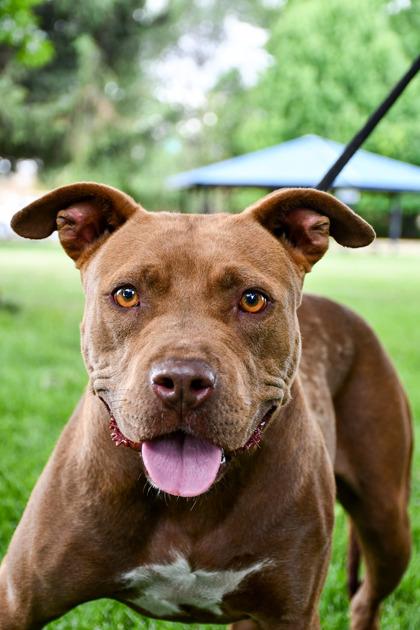 Koia, Adoptable, Adult Female Pit Bull Terrier & Mixed Breed.
