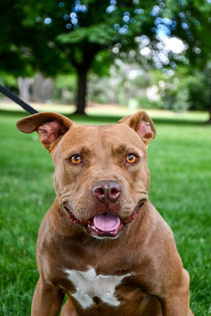 Koia, a Adoptable mixed breed in Yakima, WA image 3/3