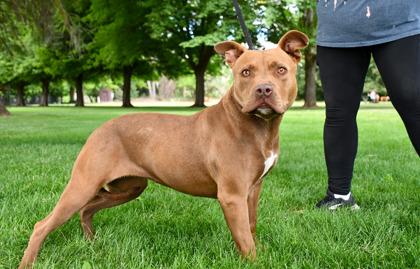 Enlarge Koia, a Adoptable mixed breed in Yakima, WA image 3/3