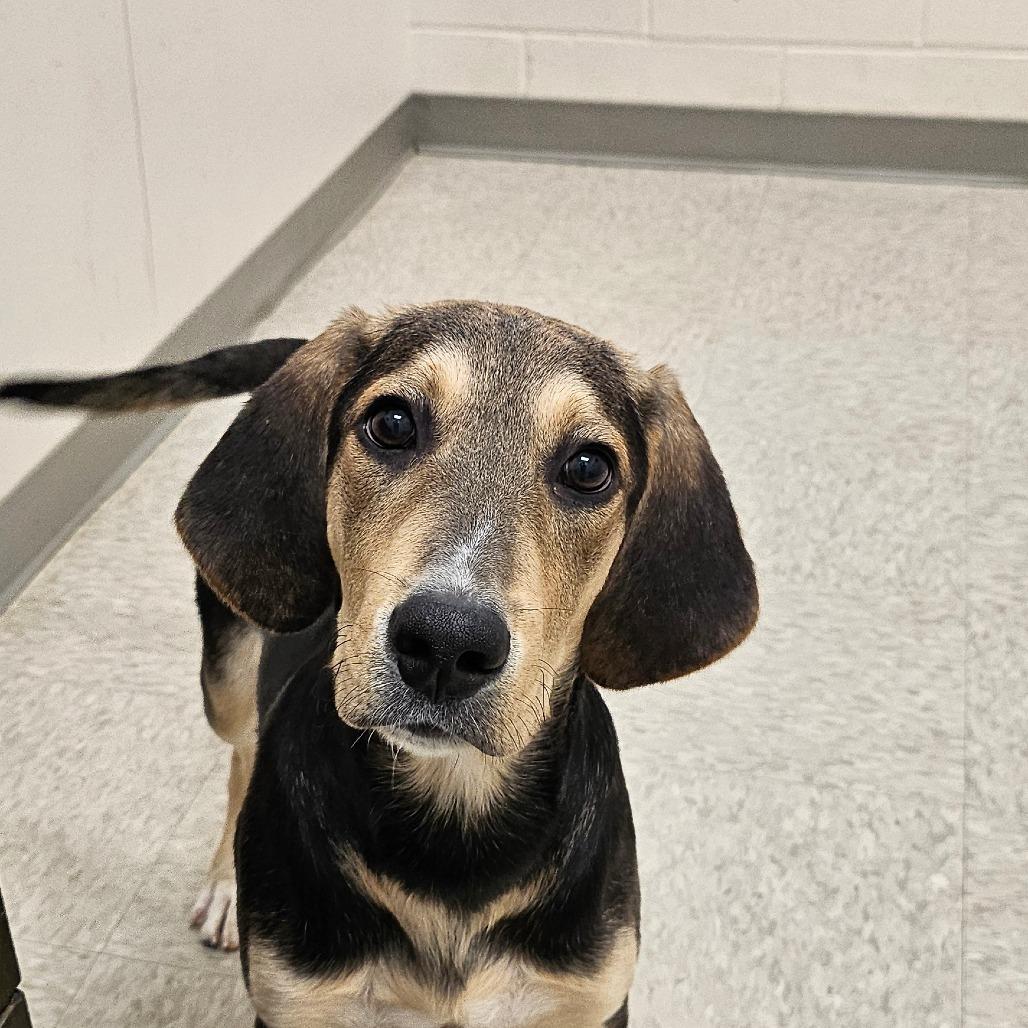 Daniel, Adoptable, Puppy Male Labrador Retriever & Treeing Walker Coonhound.