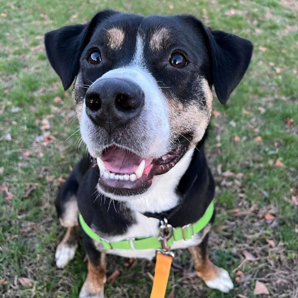 Enlarge Swiss Miss, a Adoptable Mixed Breed in Pittsburgh, PA image 1/6