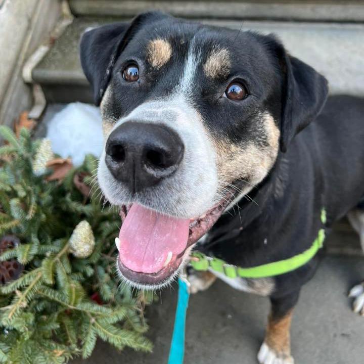 Enlarge Swiss Miss, a Adoptable Mixed Breed in Pittsburgh, PA image 3/6