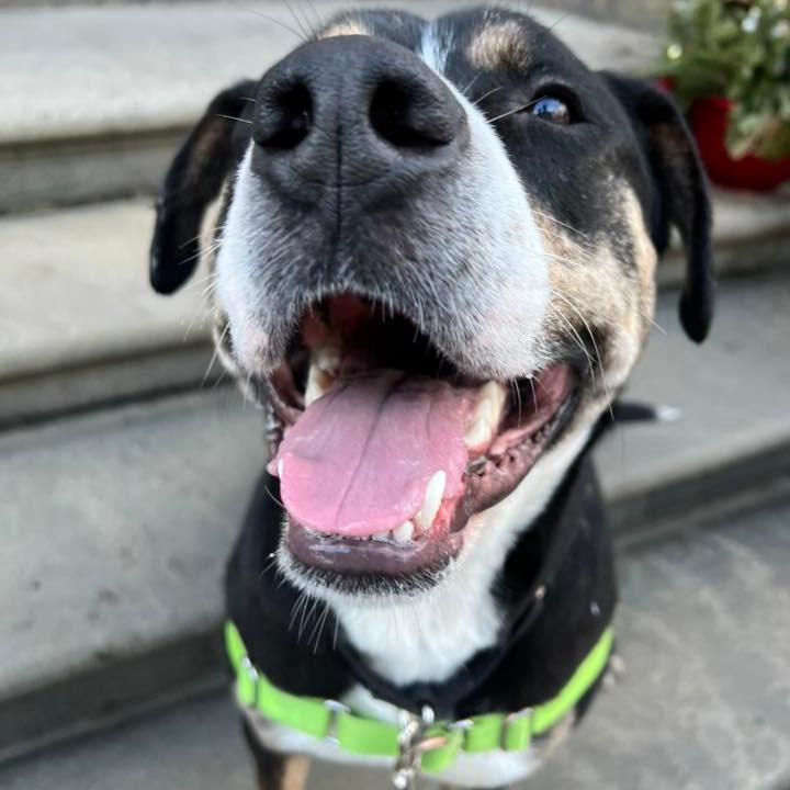 Enlarge Swiss Miss, a Adoptable Mixed Breed in Pittsburgh, PA image 6/6