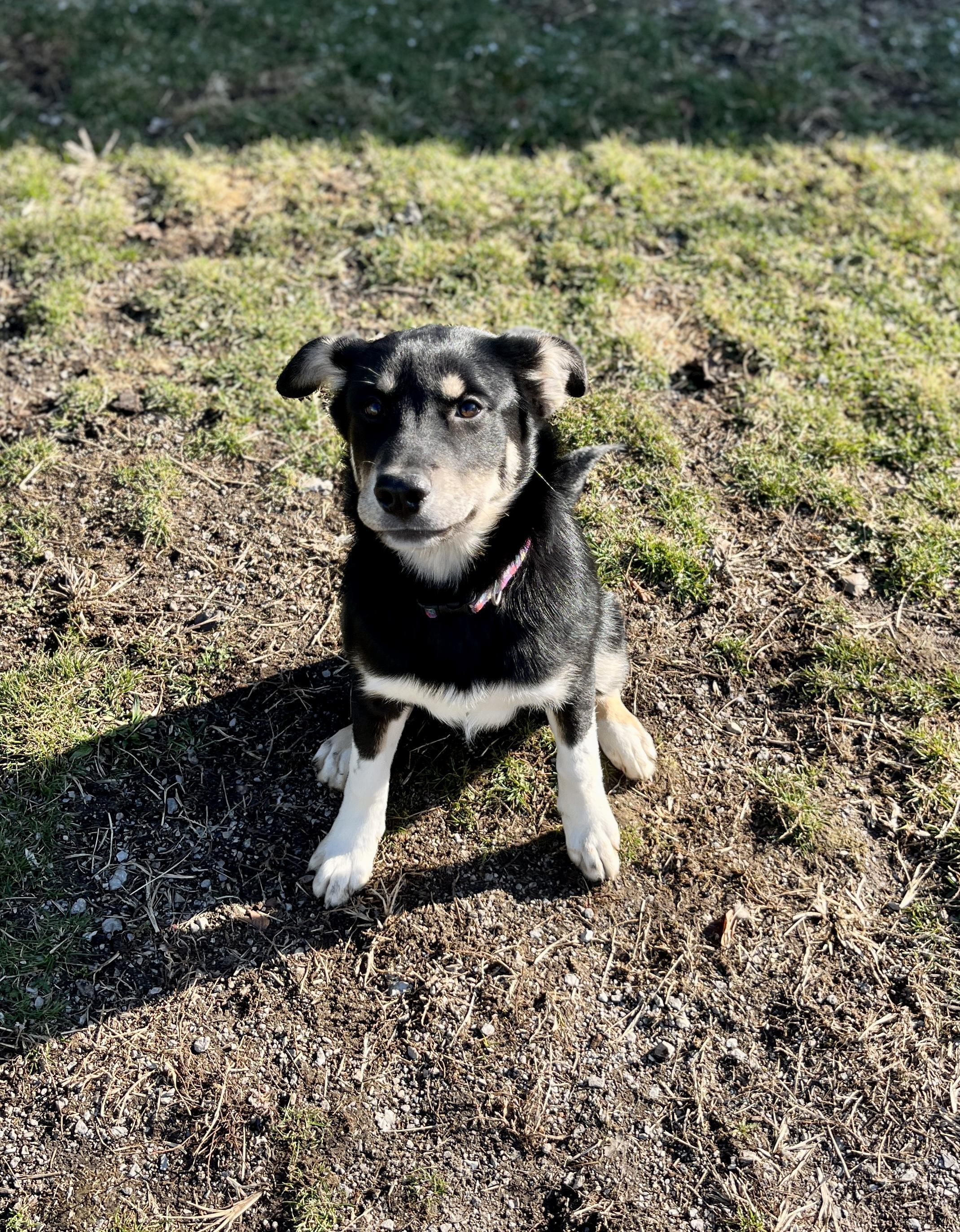 Enlarge Cindy Lou, a ADOPTABLE mixed breed in Lexington, KY image 4/4