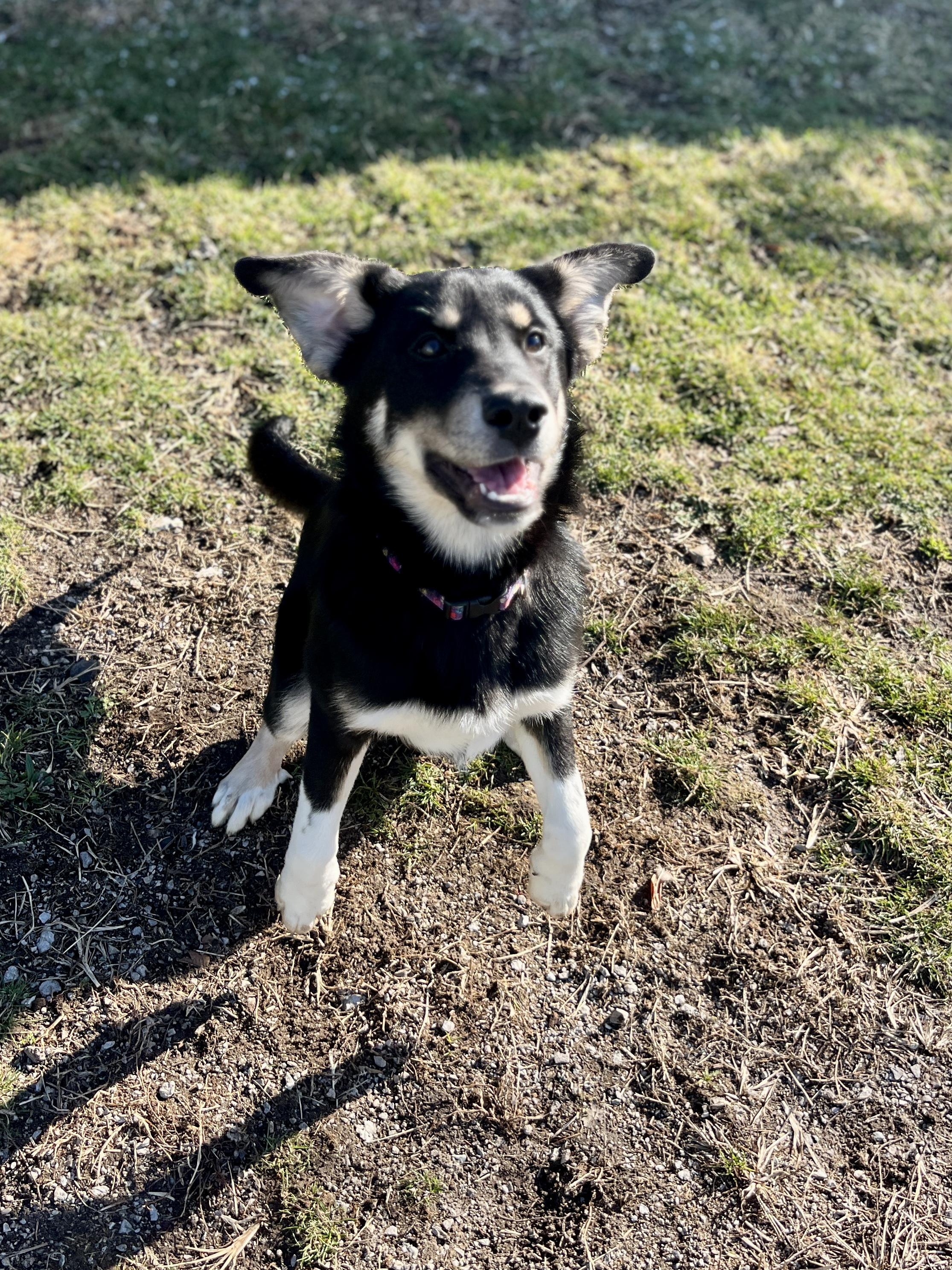 Enlarge Cindy Lou, a ADOPTABLE mixed breed in Lexington, KY image 2/4