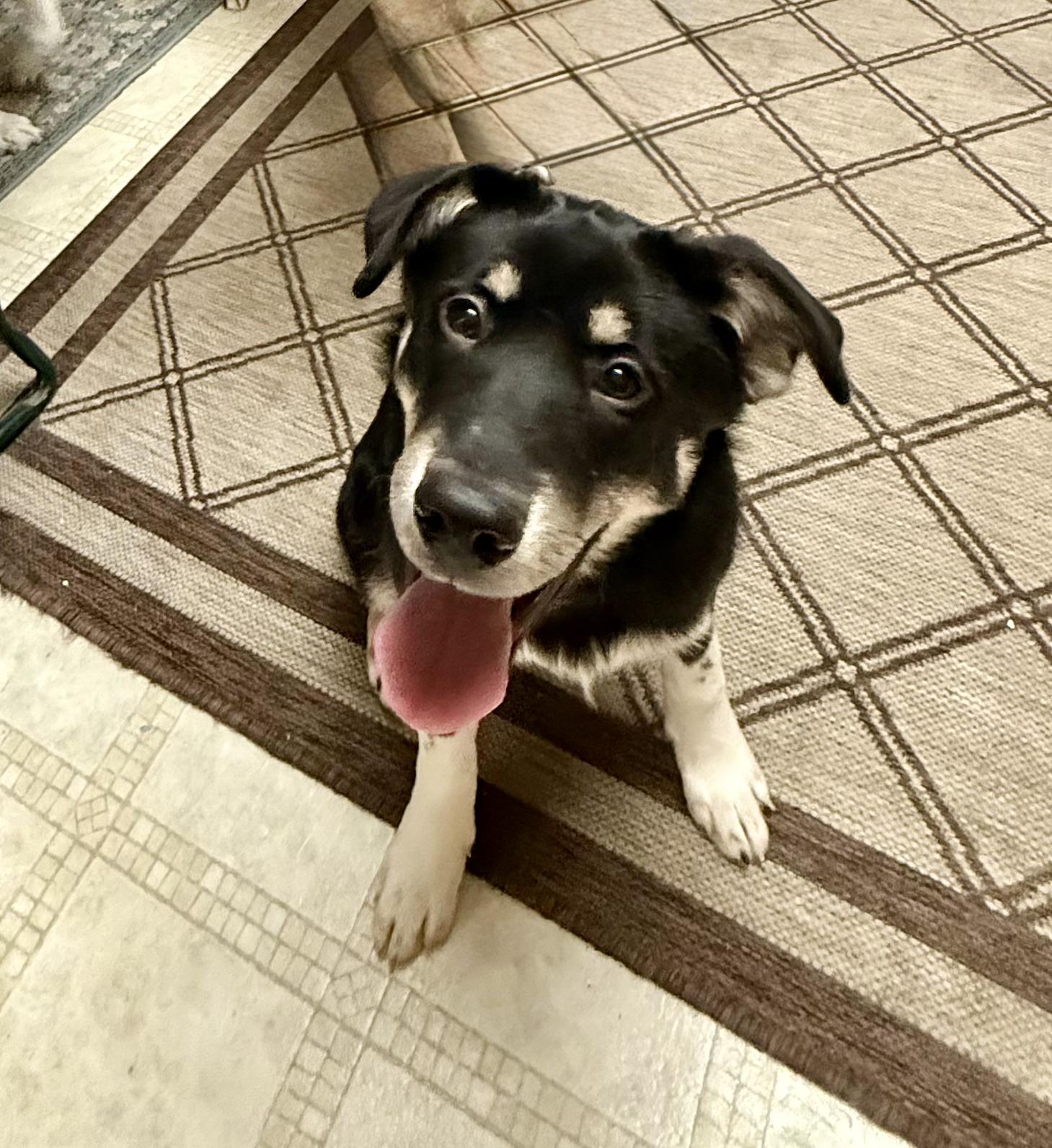 Enlarge Cindy Lou, a ADOPTABLE mixed breed in Lexington, KY image 1/4