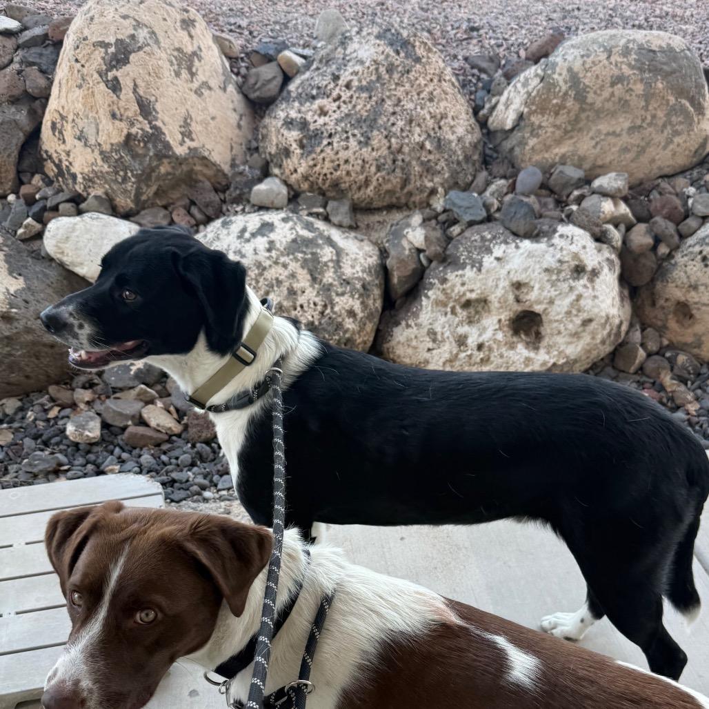 Grizz, Adoptable, Young Male Mixed Breed.