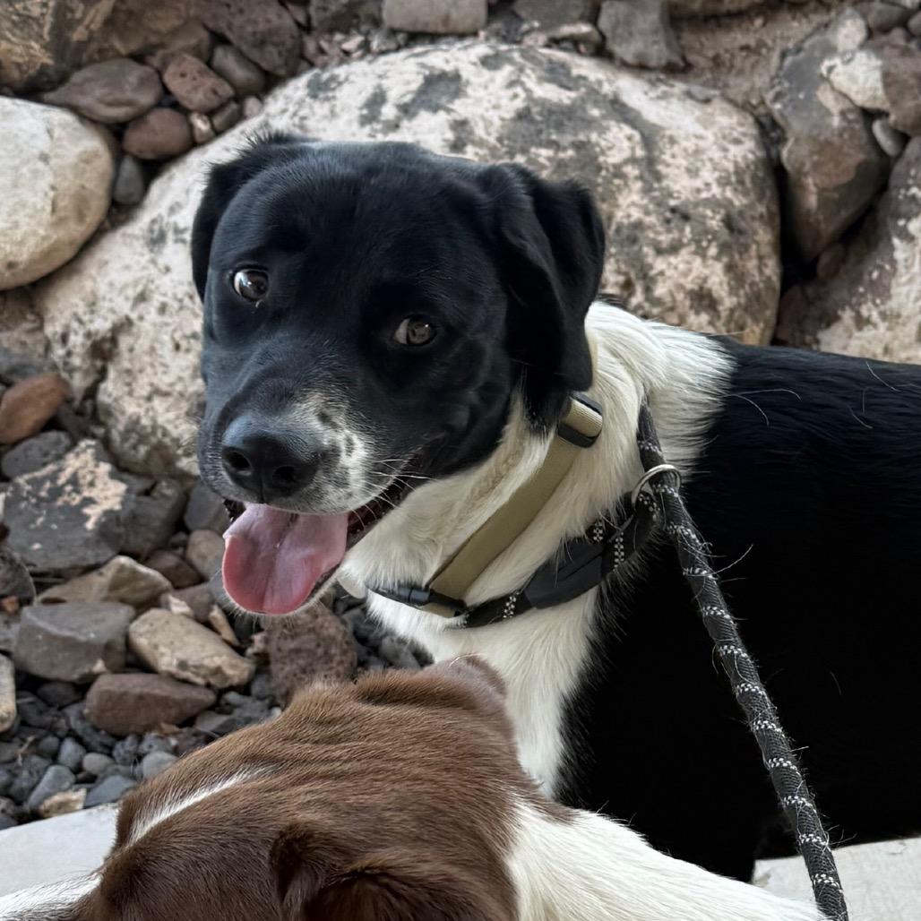 Grizz, a Adoptable Mixed Breed in Cedaredge, CO image 2/6