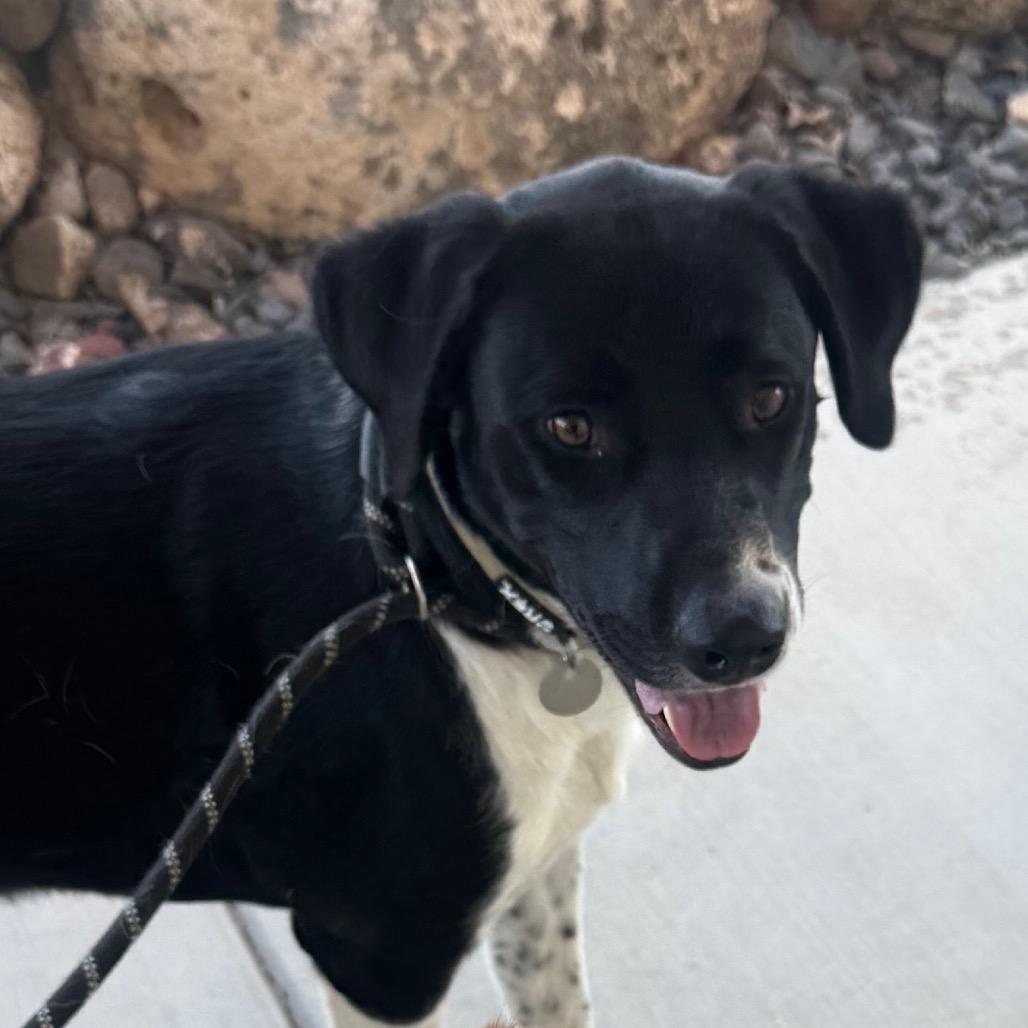 Enlarge Grizz, a Adoptable Mixed Breed in Cedaredge, CO image 6/6