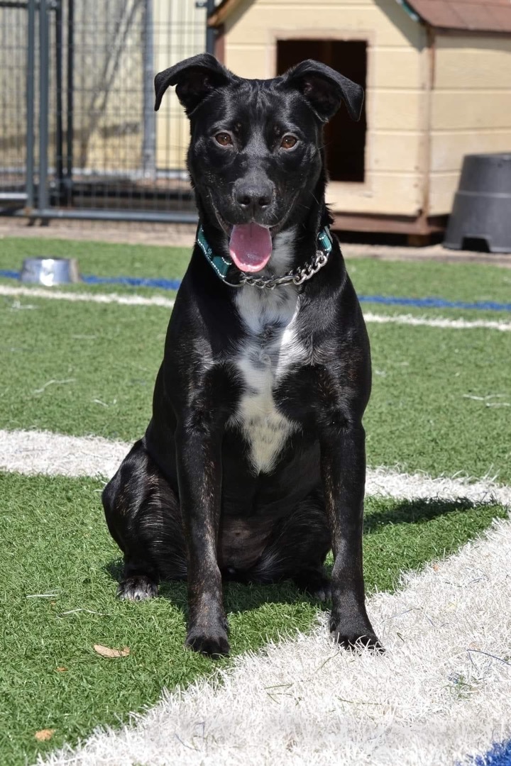 Gio, Adoptable, Young Female Labrador Retriever & Boxer.