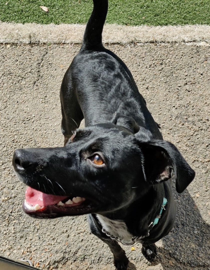 Enlarge Gio, a Adoptable mixed breed in Gainesville, GA image 2/4