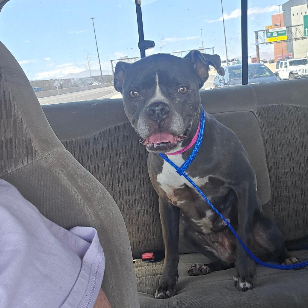 Agnes, Adoptable, Senior Female Pit Bull Terrier & French Bulldog.