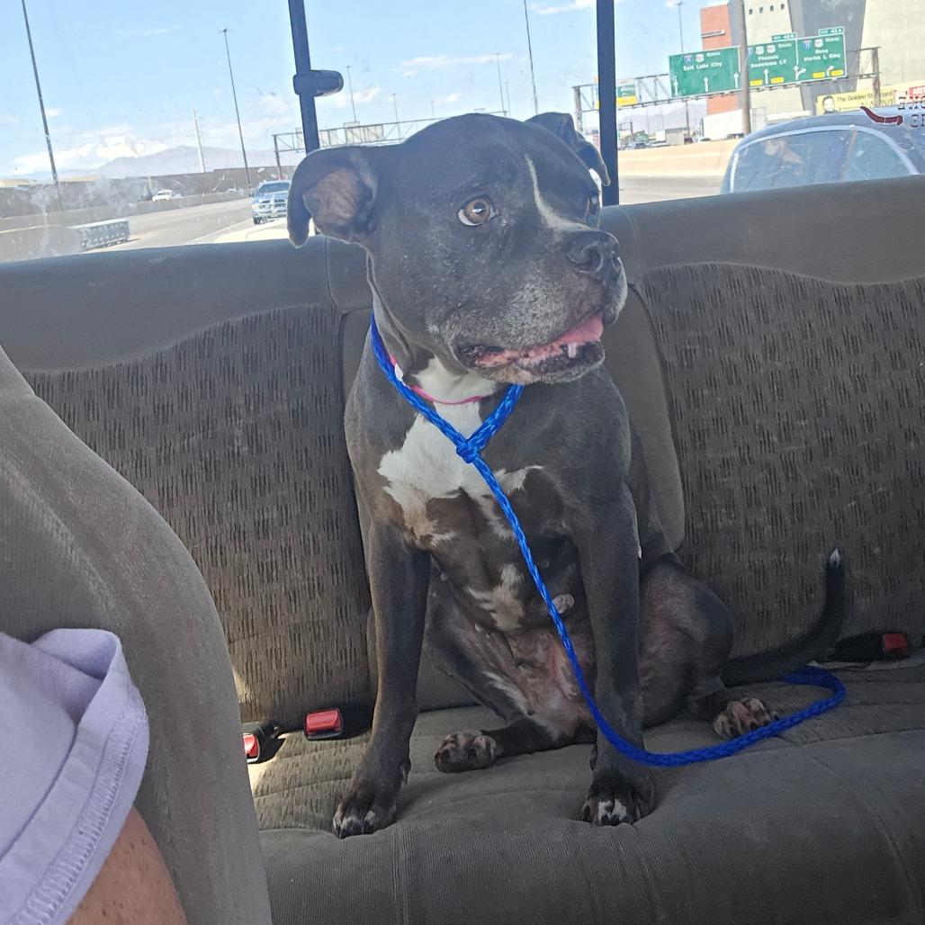 Enlarge Agnes, a Adoptable mixed breed in Pahrump, NV image 2/3