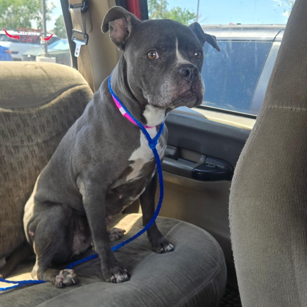Enlarge Agnes, a Adoptable mixed breed in Pahrump, NV image 3/3