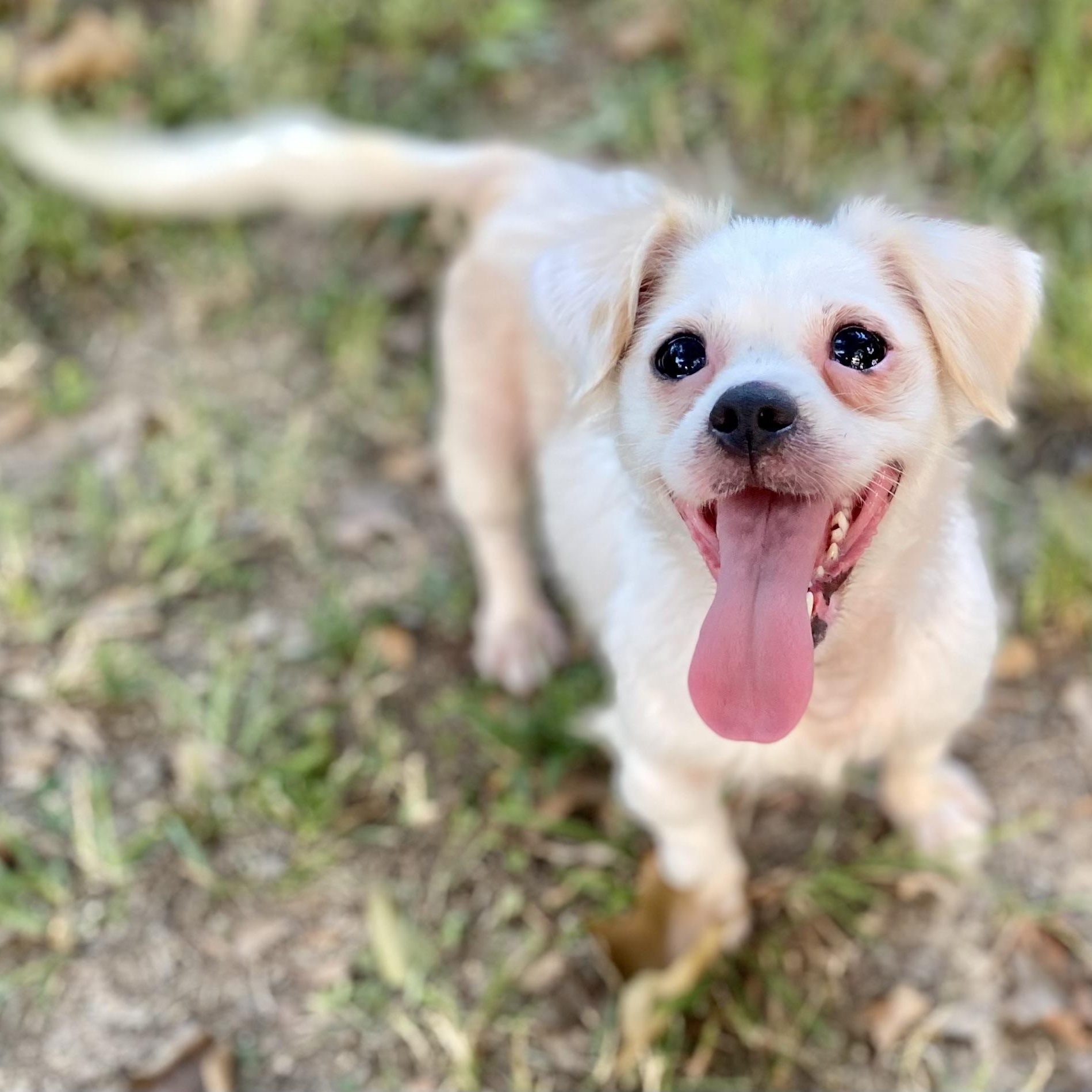 Enlarge Maxine, a Adoptable mixed breed in Woburn, MA image 1/5