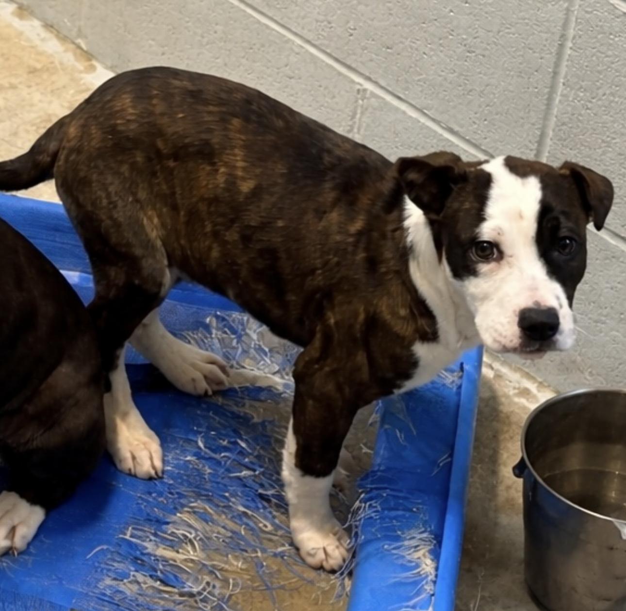 Sailor, Adopted, Young Female Pit Bull Terrier & Australian Cattle Dog / Blue Heeler.