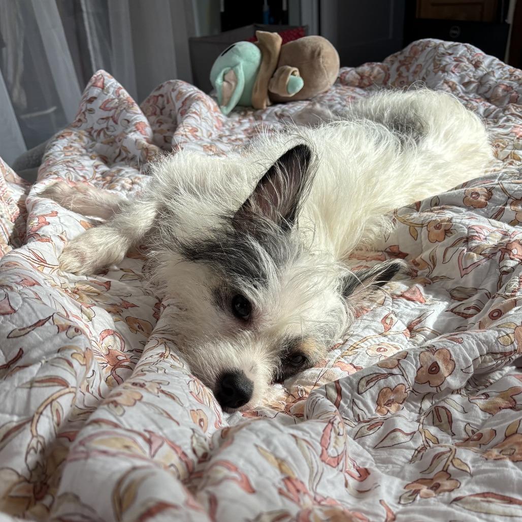 Penny, Adoptable, Adult Female Terrier.