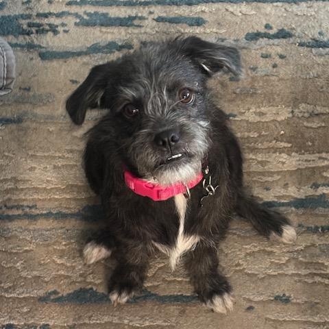 Enlarge Oreo, a ADOPTABLE mixed breed in Upland, CA image 1/1