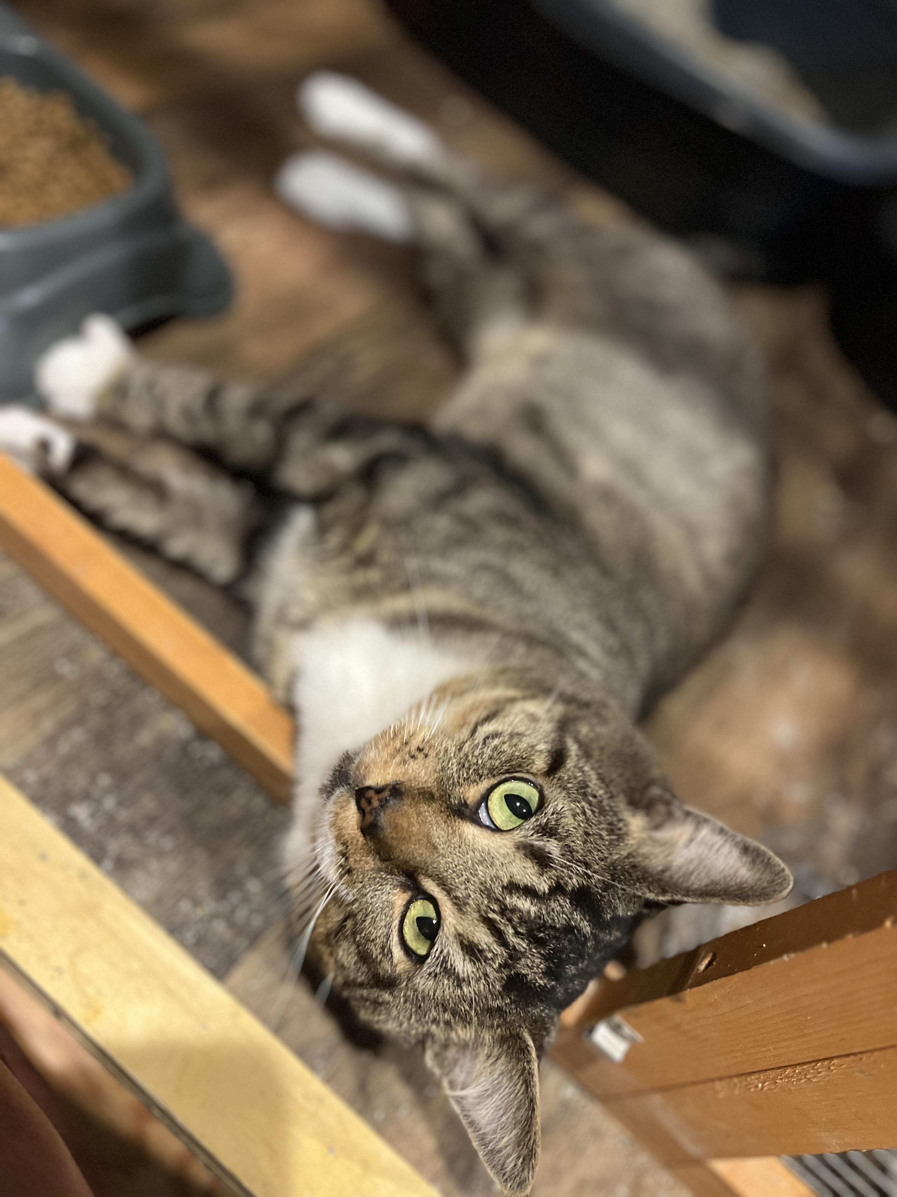 The Flash, Adoptable, Adult Male Domestic Short Hair.