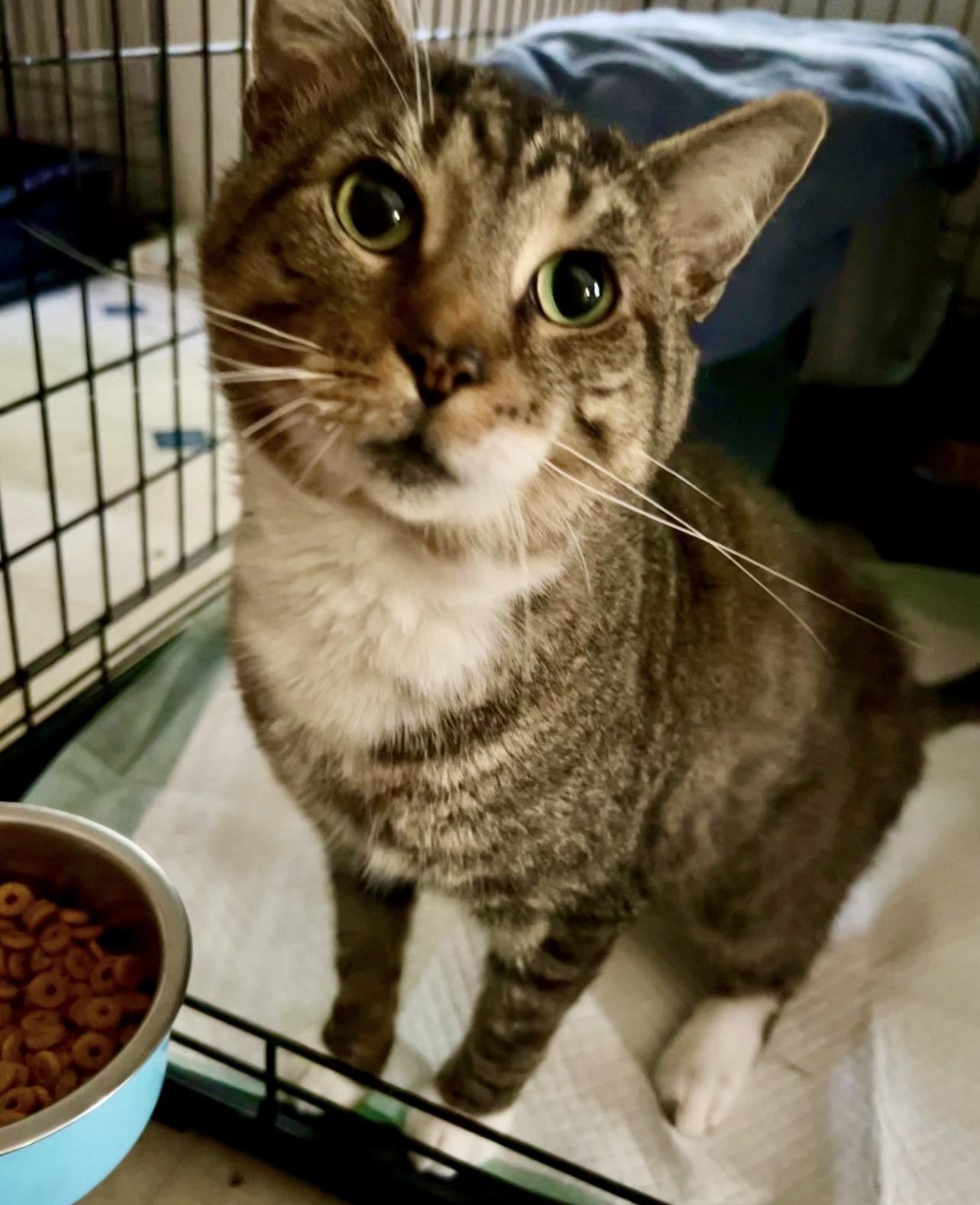Enlarge The Flash, a Adoptable mixed breed in Griswold, CT image 4/4