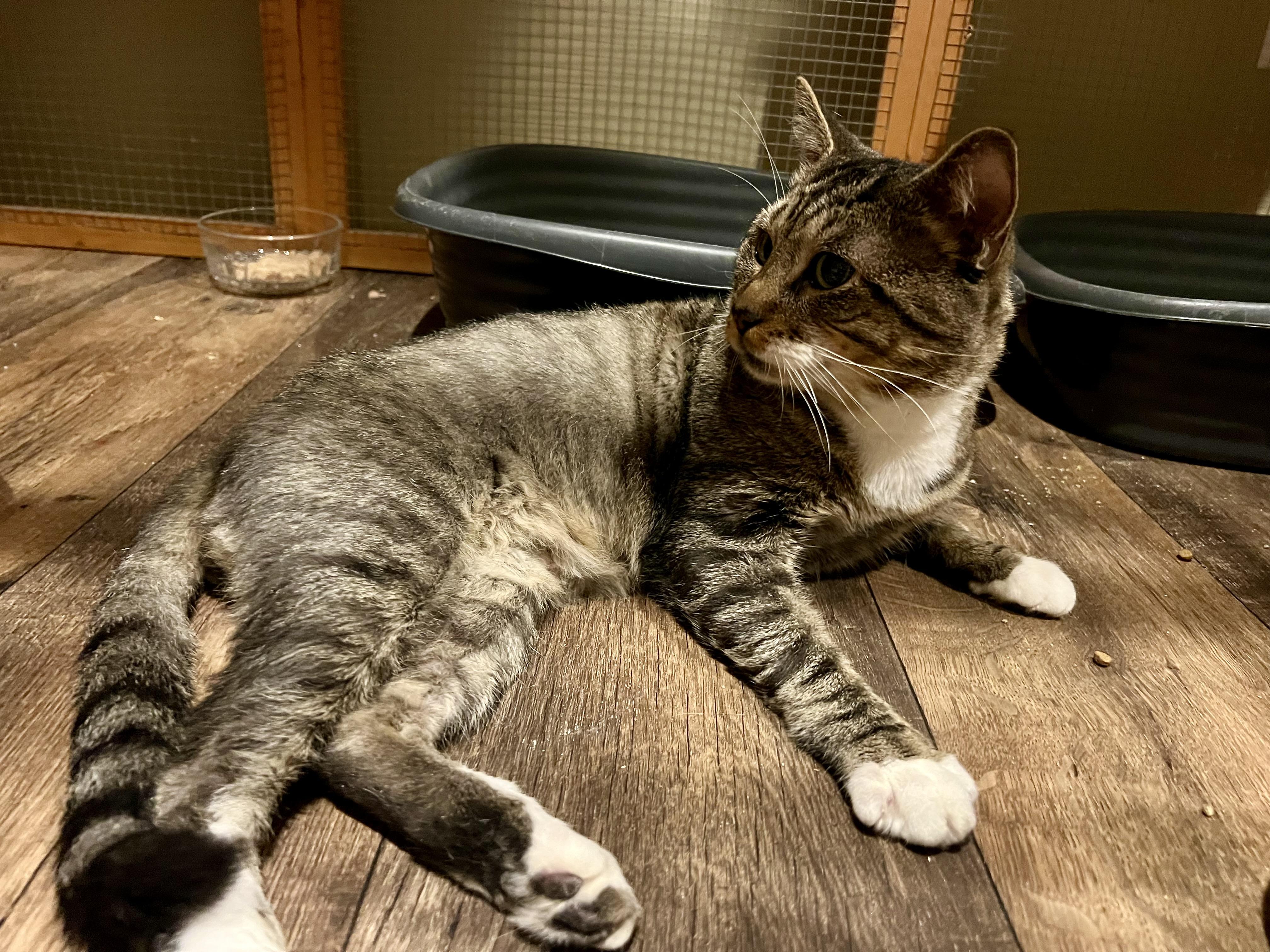 Enlarge The Flash, a Adoptable mixed breed in Griswold, CT image 3/4