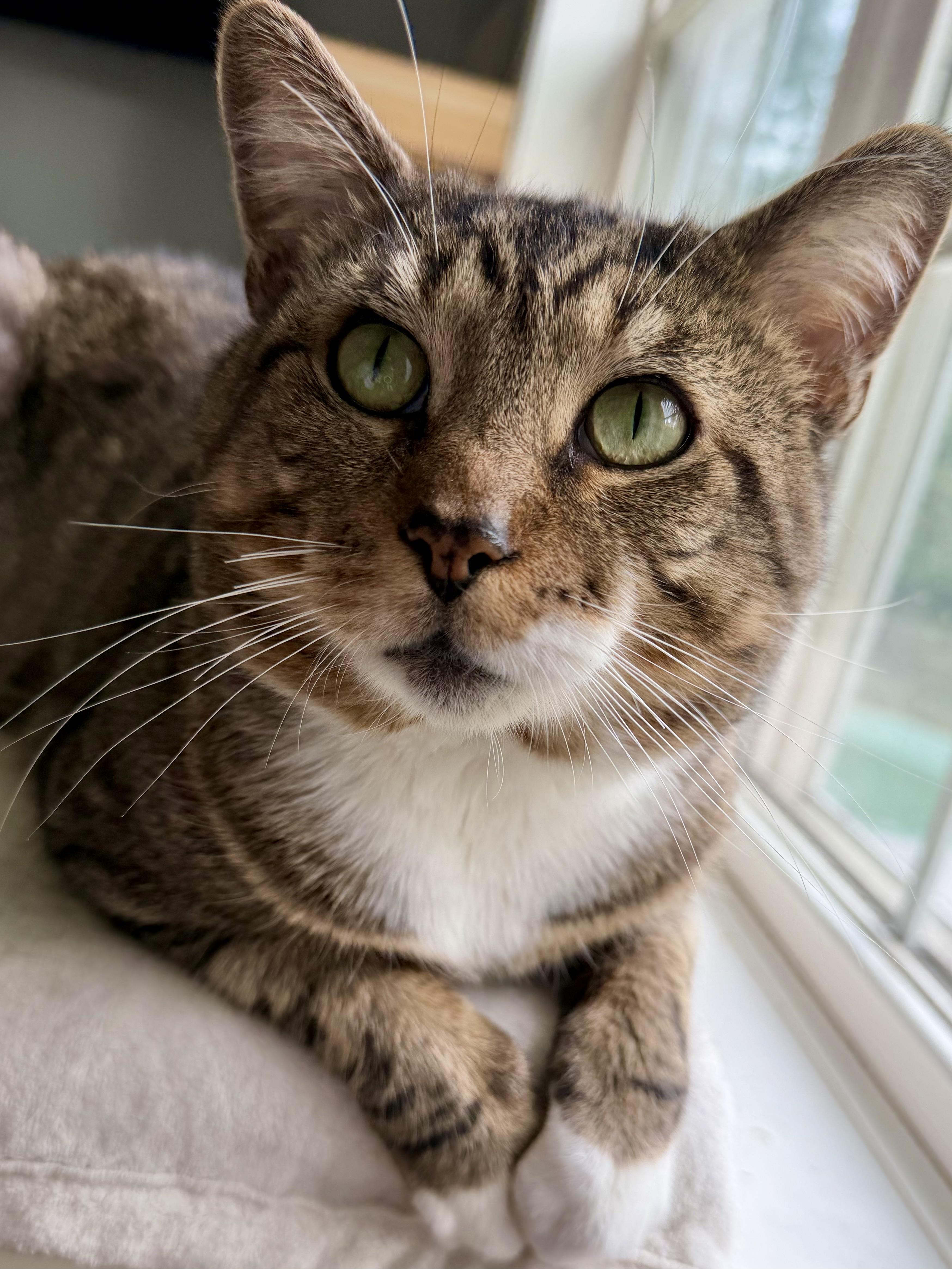 The Flash, Adoptable, Adult Male Domestic Short Hair.