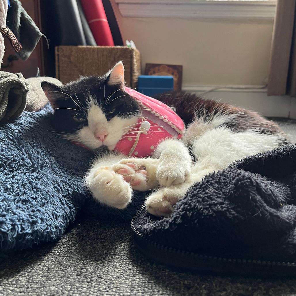 Master Splinter, Adoptable, Senior Male Domestic Short Hair.