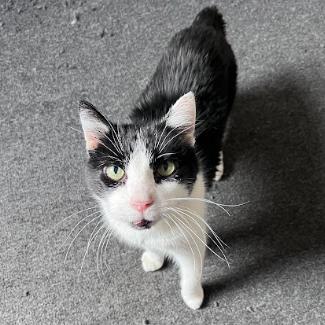 Master Splinter — thumbnail 2