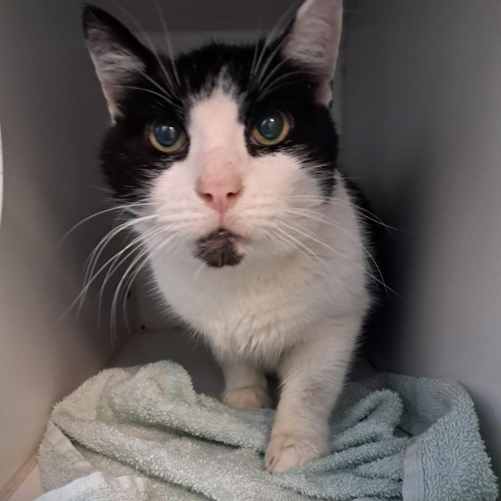 Enlarge Master Splinter, a Adoptable Domestic Short Hair in Philadelphia, PA image 2/6