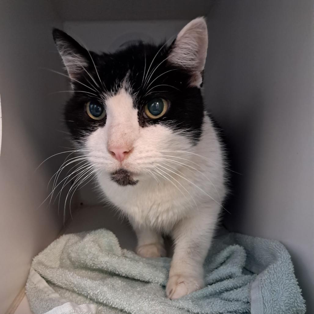 Enlarge Master Splinter, a Adoptable Domestic Short Hair in Philadelphia, PA image 3/6